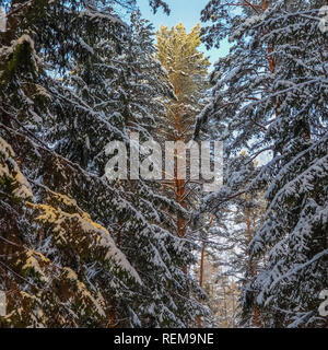 Coperte di neve bosco di abeti e pini sono illuminate dalla luce del sole. Nevoso inverno foresta. Foto Stock