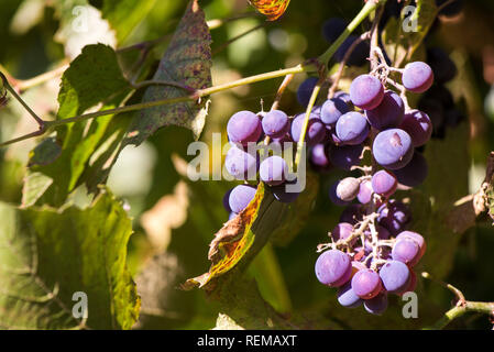 Fresche, dolci, verde, blu scuro o rosso uva appeso dal ramo. Sullo sfondo del tramonto. Cortile locale-coltivate uve pronto per il raccolto. La frutta sana indietro Foto Stock