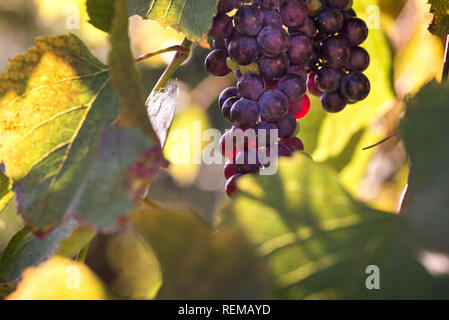 Fresche, dolci, verde, blu scuro o rosso uva appeso dal ramo. Sullo sfondo del tramonto. Cortile locale-coltivate uve pronto per il raccolto. La frutta sana indietro Foto Stock