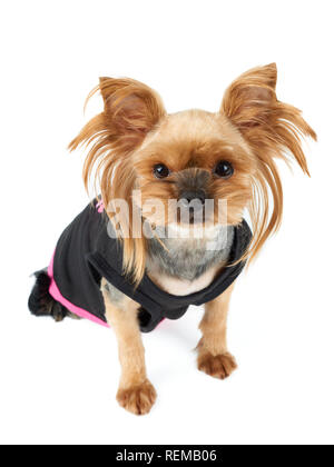 Un simpatico Yorkshire Terrier in nero pet tuta isolato su bianco Foto Stock