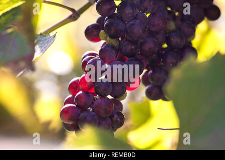 Fresche, dolci, verde, blu scuro o rosso uva appeso dal ramo. Sullo sfondo del tramonto. Cortile locale-coltivate uve pronto per il raccolto. La frutta sana indietro Foto Stock