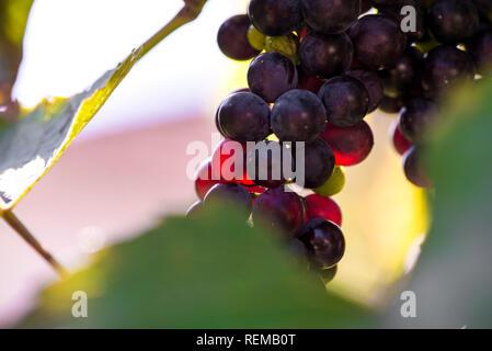 Fresche, dolci, verde, blu scuro o rosso uva appeso dal ramo. Sullo sfondo del tramonto. Cortile locale-coltivate uve pronto per il raccolto. La frutta sana indietro Foto Stock
