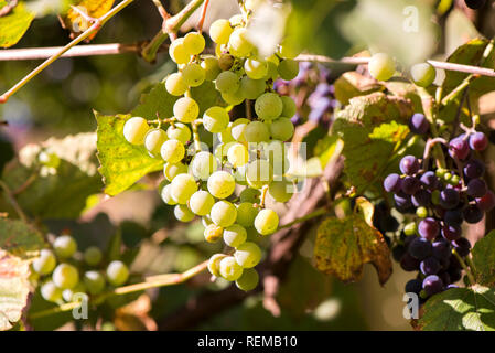 Fresche, dolci, verde, blu scuro o rosso uva appeso dal ramo. Sullo sfondo del tramonto. Cortile locale-coltivate uve pronto per il raccolto. La frutta sana indietro Foto Stock