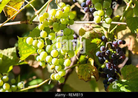 Fresche, dolci, verde, blu scuro o rosso uva appeso dal ramo. Sullo sfondo del tramonto. Cortile locale-coltivate uve pronto per il raccolto. La frutta sana indietro Foto Stock