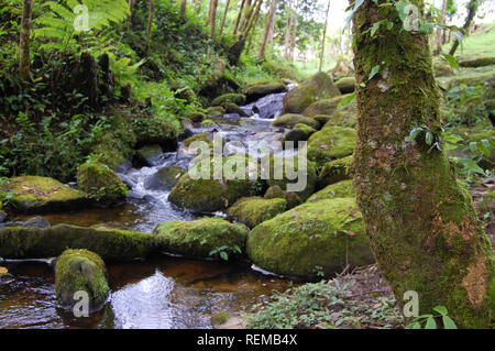 Vista di strem nella giungla atlantico Foto Stock