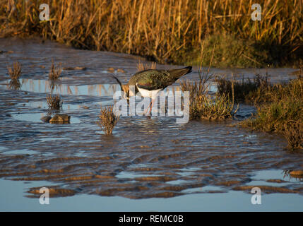 Pavoncella, Vanellus vanellus, sorgeva in sabbia bagnata sulla spiaggia, Morecambe Bay, England, Regno Unito Foto Stock