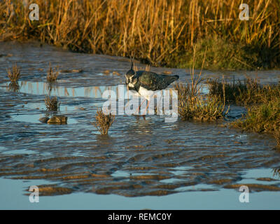 Pavoncella, Vanellus vanellus, sorgeva in sabbia bagnata sulla spiaggia, Morecambe Bay, England, Regno Unito Foto Stock