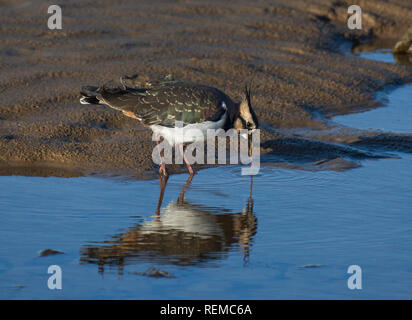 Pavoncella, Vanellus vanellus, tirando sulla vite senza fine, Morecambe Bay, England, Regno Unito Foto Stock