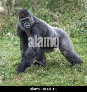 Western pianura gorilla silverback Foto Stock