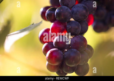 Fresche, dolci, verde, blu scuro o rosso uva appeso dal ramo. Sullo sfondo del tramonto. Cortile locale-coltivate uve pronto per il raccolto. La frutta sana indietro Foto Stock