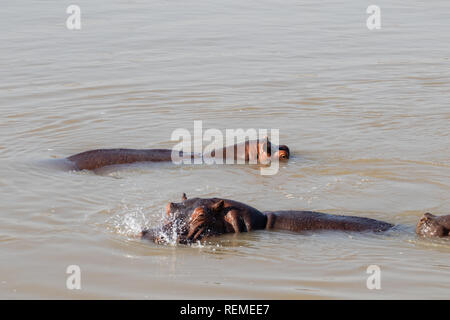 Due hippos nel fiume Luangwa nel sud Luangwa National Park in Zambia Foto Stock