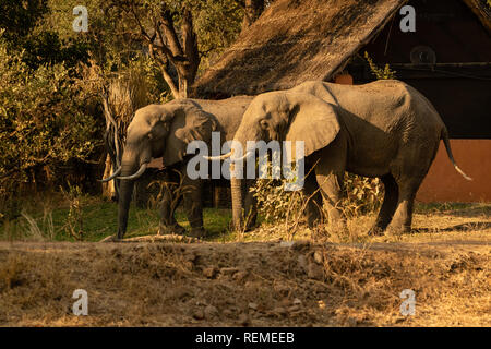 Due elefanti africani bere da una piscina in un campeggio nel sud Luangwa National Park Foto Stock