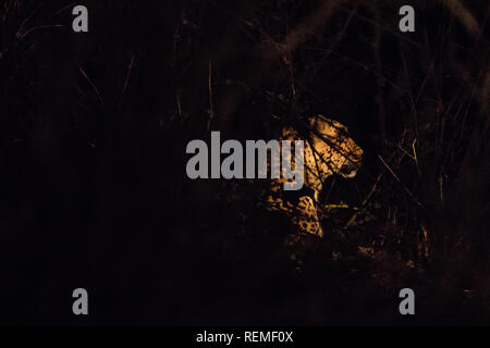 Un leopardo di appoggio al suolo di notte nel sud Luangwa National Park in Zambia Foto Stock