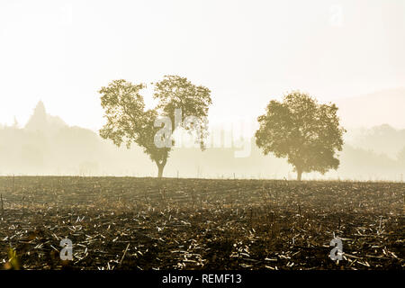 Polaroid effetto di alberi in campagna Foto Stock