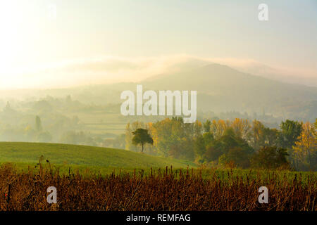 Albero isolato nella nebbia, Puy de Dome reparto, Auvergne Rhone Alpes, Francia, Europa Foto Stock