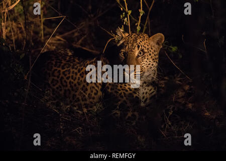 Un leopardo di appoggio al suolo di notte nel sud Luangwa National Park in Zambia Foto Stock