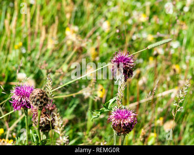 Livigno, Italia - 21 Luglio 2017: fiori selvatici in estate Foto Stock