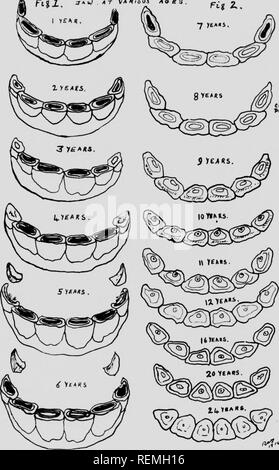 . Cavallo moderno management [microformati]. Cavalli; cavalli; Chevaux; Chevaux. FLATK 102 1 •. Si prega di notare che queste immagini vengono estratte dalla pagina sottoposta a scansione di immagini che possono essere state migliorate digitalmente per la leggibilità - Colorazione e aspetto di queste illustrazioni potrebbero non perfettamente assomigliano al lavoro originale. Timmis, Reginald S. (Reginald Symonds), 1884-1968. London ; Toronto : Cassell Foto Stock