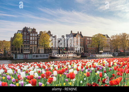 Amsterdam Paesi Bassi, skyline della città casa olandese a canal waterfront con molla tulip flower Foto Stock
