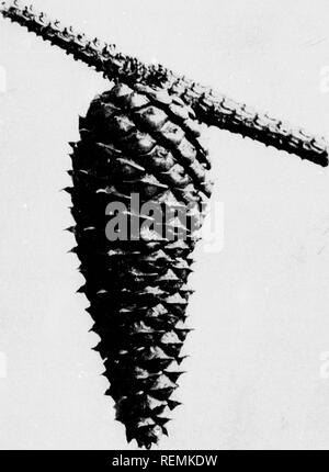 . I nostri alberi nativi e di come identificarli [microformati] : un famoso studio delle loro abitudini e le loro peculiarità. Alberi; Arbres. e disseminati lungo l'I'terreni LICY lioUl i loro semi comincia ad andare e i cross-bill pendici su 'ì lic volatili provengano in ed è interessante t i semi dalla :e in ogni parco. ELD resinoso pino pino. ith a tali straiglu trunk. New Jersey. Abita ly rende puro foreste, fanips, init si trova in jrders di pino-barrens. ivest diventa un ini- er tree. Cresce rapidl; : e forte. Fragrante. Hlilish Ijrown con sliai- e largo e piatto, squamosa a n c h 1 e t s gkuicous, Foto Stock