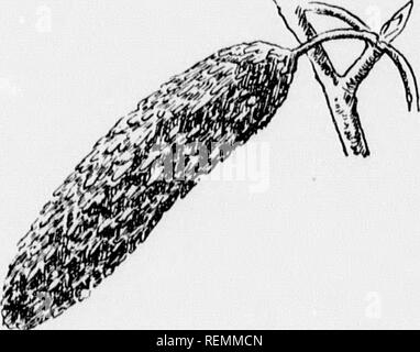 . I nostri alberi nativi e di come identificarli [microformati] : un famoso studio delle loro abitudini e le loro peculiarità. Alberi; Arbres. Famiglia di betulla altri sono var. pendula, veepin&lt;r; var. fastii^iata, piramidale ; var. puf'csceiis, leaf coperti di bianco verso il basso." Tutte le belle. sono di carta la betulla. Canoa betulla. WHITE BIRCH Bctiila papyiifeni. Ampiamente distribuito su una regione del nord della ran-e. Sessanta a settanta piedi alta. Quando il giovane formando una compatta testa a piramide, nella vecchiaia diventando un trunk branchless, a sostegno di un round-sormontato testata aperta di rami di pendolari. Preferisce ricchi pendii umidi, confini di torrenti Foto Stock