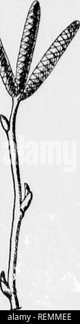 . I nostri alberi nativi e di come identificarli [microformati] : un famoso studio delle loro abitudini e le loro peculiarità. Alberi; Arbres. io, ma questi ^'ed laterale. h di Rosso Betulla, III,i nigra, Sliow- tlie Slaniiii.Ue lenlsas essi ap- r d'inverno. isliiig- di un due-Iobed, breve nia- o strettamente, ) rami, cellule iitlier ate aments ; teniiiiial ramo ke- scale sono ;llov verde [ brown a le fiori, J ovaio è compressa, due-celled, crovni. d, due esili l ovulo è solitaria. La maturazione anient pistillalc è chiamato un strobile un.' reca tmy wn.ucd dadi, imballati in ll,.. proteggere la curva di ea Foto Stock