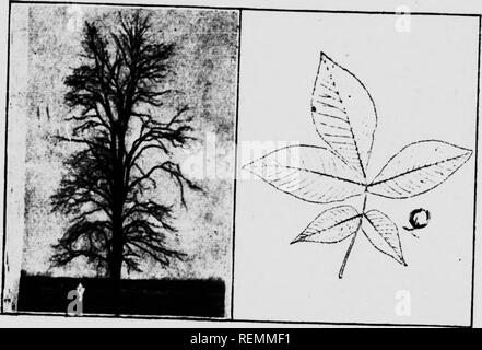 . Venti Canadian Forest alberi [microformati]. Arbres; gli alberi. 32. ". Hickory tr"e. Foglia e dado. hickory, whiteheart hickory etc Tho , rtrlps, che gIvL l'albero M u"ldyV^° 20.-L'GHEsrmrr. nome latino, Castaneal rispetto a qualsiasi altro albero qui menzionato. It la fmm^ nella parte sudoccidentale della Ontario f- la foglia di faggio, solo la?Mr e mirt io? Ma il generale appeirance del t?A f. l^ che della quercia. Esso "SSS* non *bl con^foundeT^fh th" ippocastano, che non è un nativo nf r.o"!T-" c^Ln^'? °' f." differivano %lmH?"*^ * ho la castagna è come degno come il cavallo chaatnT,* il " *5 le Foto Stock