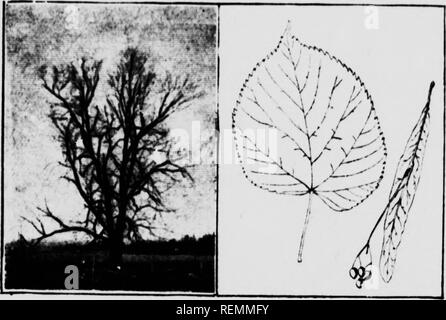 . Venti Canadian Forest alberi [microformati]. Arbres; gli alberi. 11. 18. B"8"legno albero, foglie e semi. 18.-Il BASSWOOD, UlSHW O UME. iMUn nome, TlUa. Il basswood è abbondantemente diffusa attraverso- out Canada orientale e si estende ad occidente la parte orientale di Saskatchewar ma senza alberi hav" stato trovato crescente wild west j£ che. Nel bosco è b"en noti per raggiungere una helirht di 126 piedi con un dritto, round 3 del tronco di 4 metri di diametro. Quando coltivate all'aperto si sviluppa una sommità arrotondata della graziosa forma. Esso viene valutato come un shade tree. Tha foglie sono grandi e a forma di cuore. In piena estate num Foto Stock