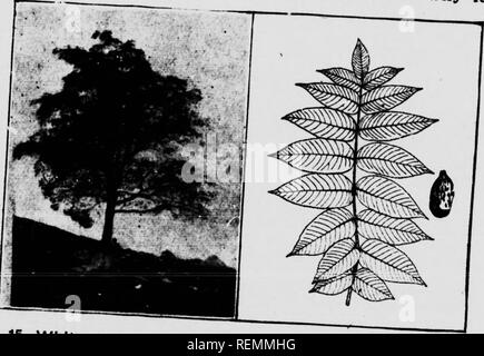 . Venti Canadian Forest alberi [microformati]. Arbres; alberi. di 60 o.60 piedi t" ?u ti JbI terra -5^1? ^*, di terra o di colore verde. tK w'od JTS,*;??' "^V •" " iff" 1*.-L'WAIJ"ux. l""per nome, Jndana. b'ack^waSSt'Vn^iouSZ 'S'J'T^ '" C^Ada. Il noce o butternut {!, '£. 0"""R"o e whlt^ Quabec e ,*outt.?n' wai sei'ab^SfS? Fn^^J. "Jf- '^'^'-' "o un'^e """^ domanda di buSk^liiut w^S'J?" sull'ario, b" il wainuts sono beln^^ nianTL -nve ana vi boschetti di "ltaw. ,;""! "" C"Sa?e' " " no reaaon perché esso. Si prega di notare che queste immagini vengono estratti Foto Stock