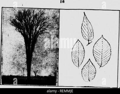 . Venti Canadian Forest alberi [microformati]. Arbres; gli alberi. 12. White Olmo e Leavaa "Ht io?V.*y?^',.^'^°'""' tolighTnd difficile fir Declallv ^^Kon rendendo, es- particolarmente per mozzi ruota. È anche usato per tipi di lavoro in cui forte e tenace, il legno reaulred come in cesti, barche, f urnitire. veicoli? AlriSS?tu?ai implementa, saddle-alberi e la llS è.-L'ESSERE£GH. Nome latino, Fasos.. Si prega di notare che queste immagini vengono estratte dalla pagina sottoposta a scansione di immagini che possono essere state migliorate digitalmente per la leggibilità - Colorazione e aspetto di queste illustrazioni potrebbero non perfettamente assomigliano al Foto Stock