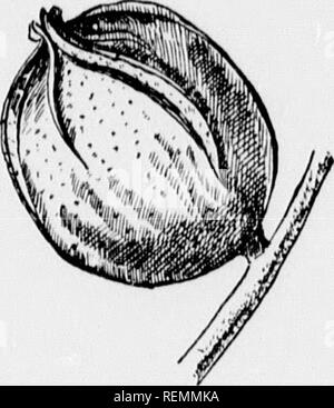 . I nostri alberi nativi e di come identificarli [microformati] : un famoso studio delle loro abitudini e le loro peculiarità. Alberi; Arbres. Famiglia di noce guishing carattere e differiscono nel suo aspetto generale da quelli della otiier hickories, 'ì iie anche frutta è individuale, quattro nervature o alette raggiungere dal vertice a metà strada per tlic base ; a volte due di questi raggiungere piastrella l)ase, tutti di loro mai. 'Ì giacciono kernel è estremamente po- ter. Questa specie ama l'acqua e in Ohio slunild essere cercato al mar- gin di torrenti, ma nel sud che cambia la sua natura e la folla sui poveri, secco, suoli ghiaiosi di Al Foto Stock