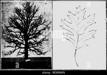 . Venti Canadian Forest alberi [microformati]. Arbres; gli alberi. 9. Red Oak Tree e foglia. 9.-La Quercia. Nome latino, Qc&lt;srcus. Ci sono circa una dozzina di specie di quercia si trova in Canada, il più importante dei quali è la quercia rossa, la quercia bianca e il bur oak. La quercia è uno dei grand tree"? Del per^-st, la quercia rossa il raggiungimento di un heisht o2 troppo i piedi e il rovere bianco a volte raggiunge un altezza di 150 piedi. Nella foresta si srows fino ad una lunga distanza senza rami, ma in aperta forma un sh^rt, stout tronco con grande, lontano-spreadipg rami e una molto ampia top. Il legno è usato per furnitu Foto Stock