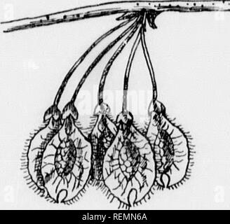. I nostri alberi nativi e di come identificarli [microformati] : un famoso studio delle loro abitudini e le loro peculiarità. Alberi; Arbres. ELM famiglia grande s,ze, o a causa di snnu- trie cv it.n, n â . le loro succursali. Per eviinnl. H u V ^^-"rring sotto la IORT.xainjicti.e Washington Kim iâ cam- ^^nclge, Massachusetts, è così chiamato J^ecausc sotto iis ombra (Jen- era! Washniuton è detto di avere " â '' ^' â ''^^â " '"^ ^uord, tenendo ^;;"".,un''".ches di un enor- ""â ¢^';'^&GT;"i, ulndiremamedstand- vvhi.e Kim, uw â,,â,â, .s.,m,r. "^^ '" &quo Foto Stock