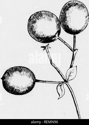 . I nostri alberi nativi e di come identificarli [microformati] : un famoso studio delle loro abitudini e le loro peculiarità. Alberi; Arbres. Fringe-tree, Cliioiinii/hin viigiiiut. Di drupe %" a X' lungo. Ho giacciono !â ¢ nnffe-tree è uno dei più beatitiftil del nostro onrt- shrui mentale. e althou,b un nativo di .sonth è ardito a nord e ,s ampiamente piantate. Si preferisce un umido il singolare aspetto del suo bianco neve flou-ers che guardare hke un fruiKc, dare ad esso il . ontmon nome. Questi fiori appaiono abbondantemente quando le foglie sono a metà cresciuto '"H la massa fohage diventa una combinazione di così Foto Stock