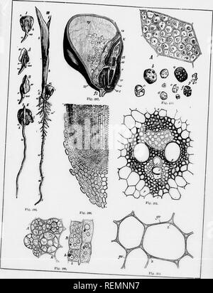 . Alta Scuola di botanica note book [microformati]. La botanica; Botanique. . Si prega di notare che queste immagini vengono estratte dalla pagina sottoposta a scansione di immagini che possono essere state migliorate digitalmente per la leggibilità - Colorazione e aspetto di queste illustrazioni potrebbero non perfettamente assomigliano al lavoro originale. Spotton, H. B. (Henry Byron), 1844-1933. Toronto : W. J. Gage Foto Stock