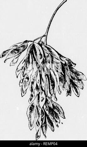 . I nostri alberi nativi e di come identificarli [microformati] : un famoso studio delle loro abitudini e le loro peculiarità. Alberi; Arbres. ho AILANTHUS quella che è la sua retahis foliaire hrig^ht aiul fresco e verde throLigiioiit tlie hite estate wiieu tanti alberi diventano frastagliato e antiestetici. 'Ì liis cliaracteristic specialmente rec- ommends come città tree. Quindi, loo, cresce rajjidly, come fanno tutti gli alberi whosi! Radici eseguire vicino alla superficie del terreno e la crescente steli di giovani jilaiils faranno sovente da quattro a sei metri in un singolo estate. Invia via ventose abun- dantly, il suo seme alato Foto Stock