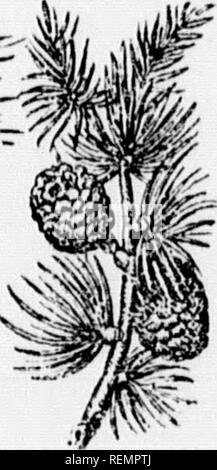 . Leçons de choses [microforme] : 4e, 5e, 6e année. Sciences Naturelles; scienze; Storia Naturale; scienza. &Lt;]ivia&LT; """ I'UT. ""^ilrc. Si prega di notare che queste immagini vengono estratte dalla pagina sottoposta a scansione di immagini che possono essere state migliorate digitalmente per la leggibilità - Colorazione e aspetto di queste illustrazioni potrebbero non perfettamente assomigliano al lavoro originale. Soeurs de Sainte-Anne. [Lachine, Québec : s. n. ] Foto Stock