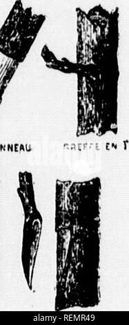 . Leçons de choses [microforme] : 4e, 5e, 6e année. Sciences Naturelles; scienze; Storia Naturale; scienza. SRtffr CN rtMTC. cnirrc ot ii"mc"u". Si prega di notare che queste immagini vengono estratte dalla pagina sottoposta a scansione di immagini che possono essere state migliorate digitalmente per la leggibilità - Colorazione e aspetto di queste illustrazioni potrebbero non perfettamente assomigliano al lavoro originale. Soeurs de Sainte-Anne. [Lachine, Québec : s. n. ] Foto Stock