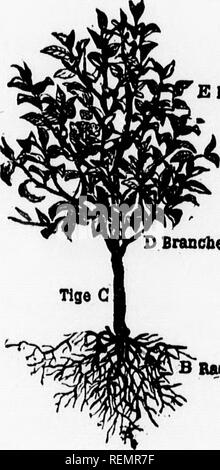 . Leçons de choses [microforme] : 4e, 5e, 6e année. Sciences Naturelles; scienze; Storia Naturale; scienza. Kl'", lise iiKiIlccI IicibiKvo.. EFeolUt BrancbQs. Baola i*oii-i"T. tifîc dura et li.iK'usi". ^".-Quapix'llc-t-im tnje du,us /ts t'é&lt;jéttiAH!?. Si prega di notare che queste immagini vengono estratte dalla pagina sottoposta a scansione di immagini che possono essere state migliorate digitalmente per la leggibilità - Colorazione e aspetto di queste illustrazioni potrebbero non perfettamente assomigliano al lavoro originale. Soeurs de Sainte-Anne. [Lachine, Québec : s. n. ] Foto Stock