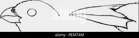 . Birds of village and field [microform] : a bird book for beginners. Birds; Oiseaux. â ^â "^58^ c o I KEY TO aOATsrCKERS, SWIFTS. ETC. 193 '^"'â¢"'â¢- Fiu. lis. Fi(. 119 Uill of CLickudee. Hill of Hu.nn.iâfrl,i,,|. nm âf s,,,,.., purrow. Fm. IHJ. Ri'l of ClOHsbili.  O Fkj. 120. Bill of Swallow.. i'K>. 117. Bill L 'I'OHbeak. Fio. 121. Bill of Crow Blackbird. Key to A â¢ lit Male Goatsuckers, Swifts, and Hummingbirds. 1. Bill long, with 1 ape. Upper j.arts green ; -^.--r^ throat uietallii' reu. ^V^ p. 1. RUBY-TIIROATKD HUMMINGBIRD. r. Bill short, with wide gape. 2. Small ; ne Foto Stock