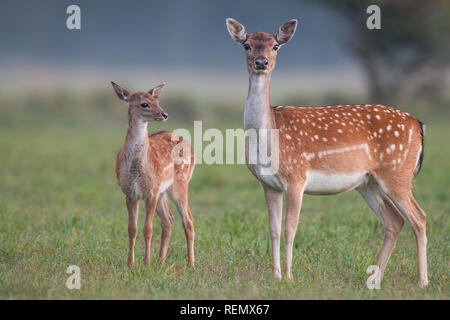 Doe e fawn daini, dama dama, in Autunno colori Foto Stock