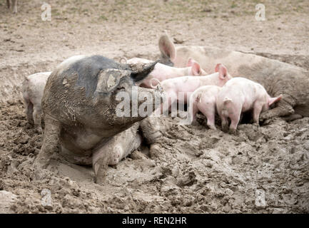 Un SOW a doppio spiovente e i suinetti godendo il fango su un organico di maiale agriturismo fattoria biologica nel Wiltshire, Regno Unito Foto Stock