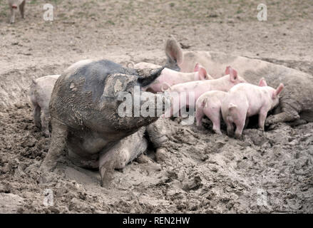 Un SOW a doppio spiovente e i suinetti godendo il fango su un organico di maiale agriturismo fattoria biologica nel Wiltshire, Regno Unito Foto Stock