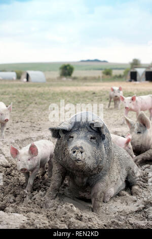 Un SOW a doppio spiovente e i suinetti godendo il fango su un organico di maiale agriturismo fattoria biologica nel Wiltshire, Regno Unito Foto Stock