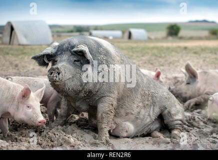 Un SOW a doppio spiovente e i suinetti godendo il fango su un organico di maiale agriturismo fattoria biologica nel Wiltshire, Regno Unito Foto Stock