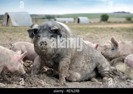 Un SOW a doppio spiovente e i suinetti godendo il fango su un organico di maiale agriturismo fattoria biologica nel Wiltshire, Regno Unito Foto Stock