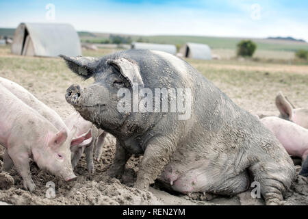 Un SOW a doppio spiovente e i suinetti godendo il fango su un organico di maiale agriturismo fattoria biologica nel Wiltshire, Regno Unito Foto Stock