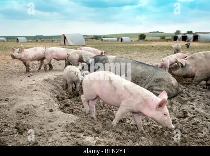 Un SOW a doppio spiovente e i suinetti godendo il fango su un organico di maiale agriturismo fattoria biologica nel Wiltshire, Regno Unito Foto Stock