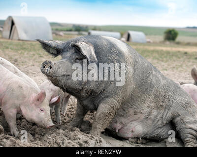 Un SOW a doppio spiovente e i suinetti godendo il fango su un organico di maiale agriturismo fattoria biologica nel Wiltshire, Regno Unito Foto Stock