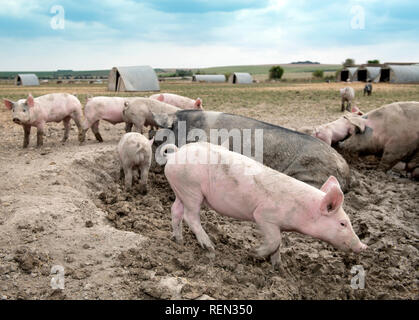 Un SOW a doppio spiovente e i suinetti godendo il fango su un organico di maiale agriturismo fattoria biologica nel Wiltshire, Regno Unito Foto Stock